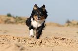 BORDER COLLIE 397